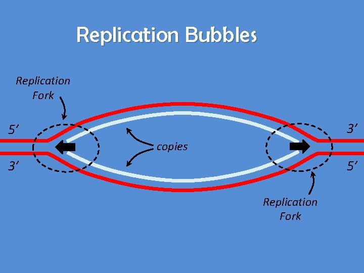 Replication Bubbles Replication Fork 3’ 5’ copies 3’ 5’ Replication Fork 
