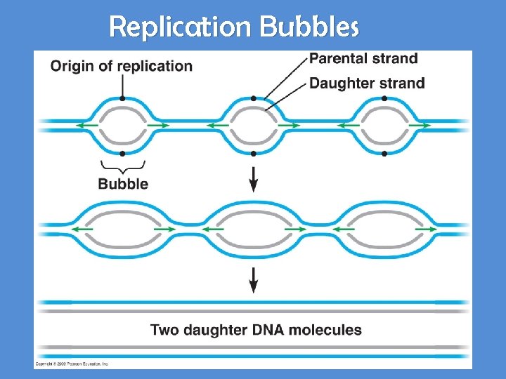 Replication Bubbles 