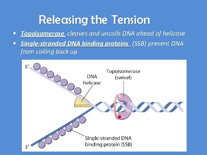 Releasing the Tension § Topoisomerase cleaves and uncoils DNA ahead of helicase § Single-stranded