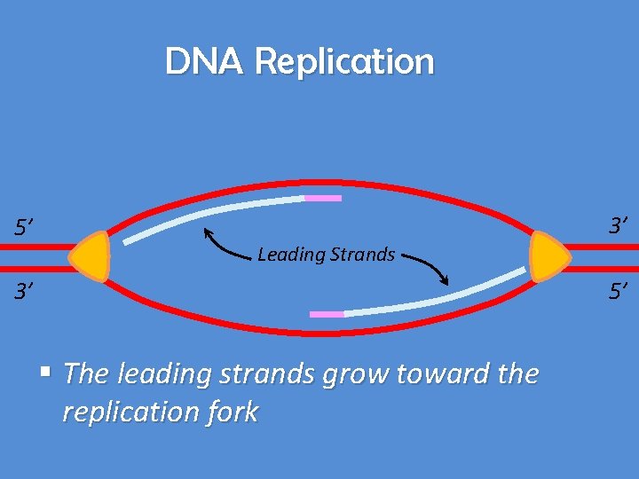 DNA Replication 5’ 3’ Leading Strands 3’ 5’ § The leading strands grow toward