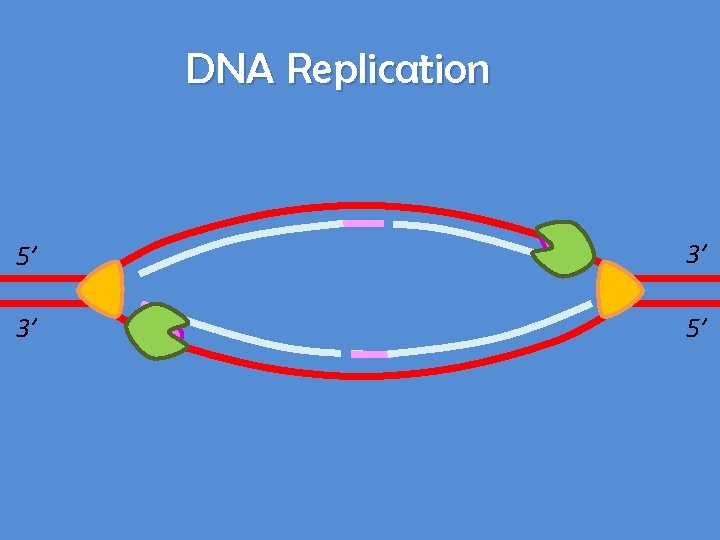 DNA Replication 5’ 3’ 3’ 5’ 