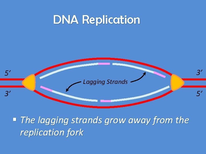DNA Replication 5’ 3’ Lagging Strands 3’ 5’ § The lagging strands grow away