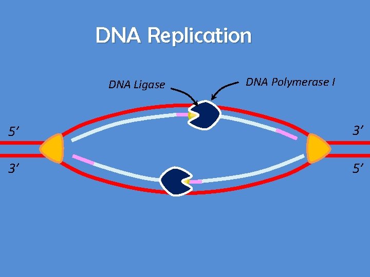 DNA Replication DNA Ligase DNA Polymerase I 5’ 3’ 3’ 5’ 
