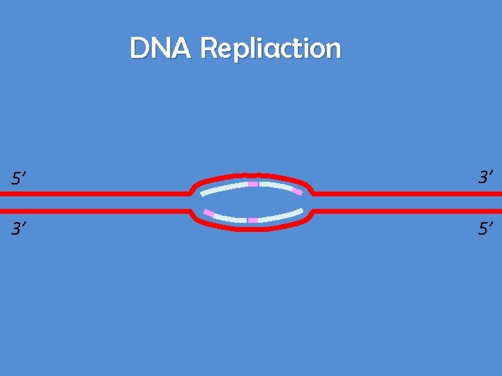 DNA Repliaction 5’ 3’ 3’ 5’ 