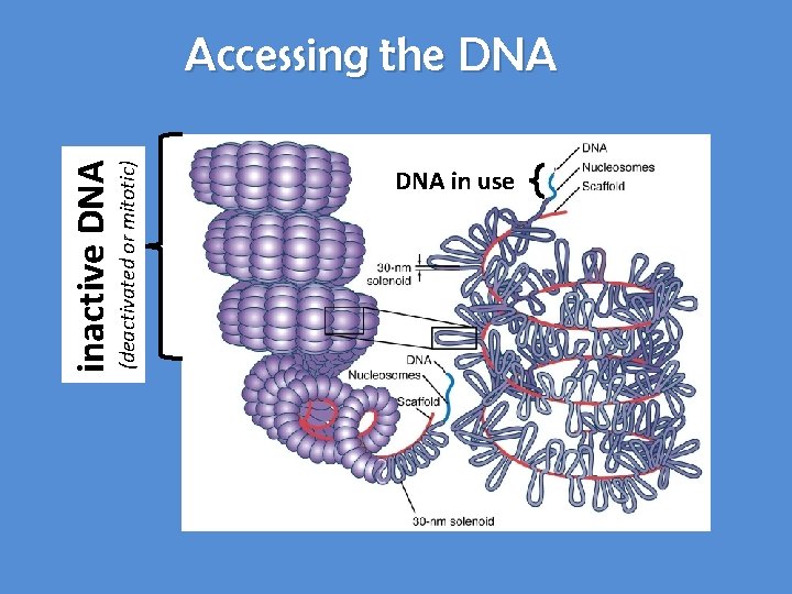 (deactivated or mitotic) inactive DNA Accessing the DNA in use 