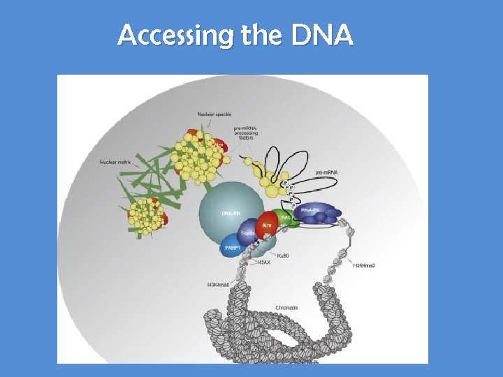 Accessing the DNA 
