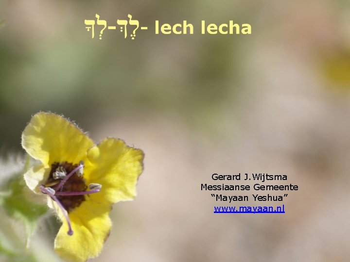 Gerard J. Wijtsma Messiaanse Gemeente “Mayaan Yeshua” www. mayaan. nl 