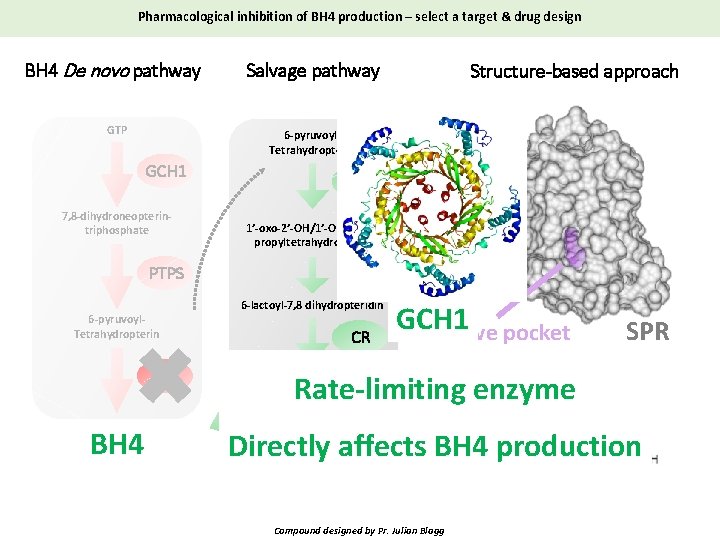 Pharmacological inhibition of BH 4 production – select a target & drug design BH