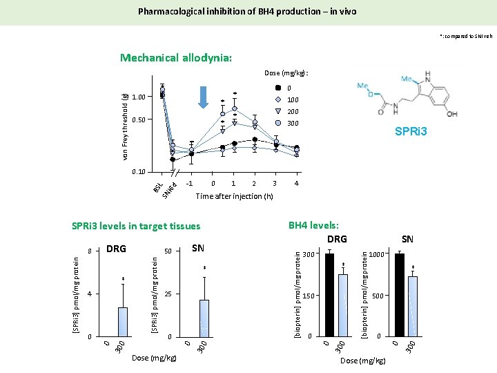 Pharmacological inhibition of BH 4 production – in vivo *: compared to SNI veh