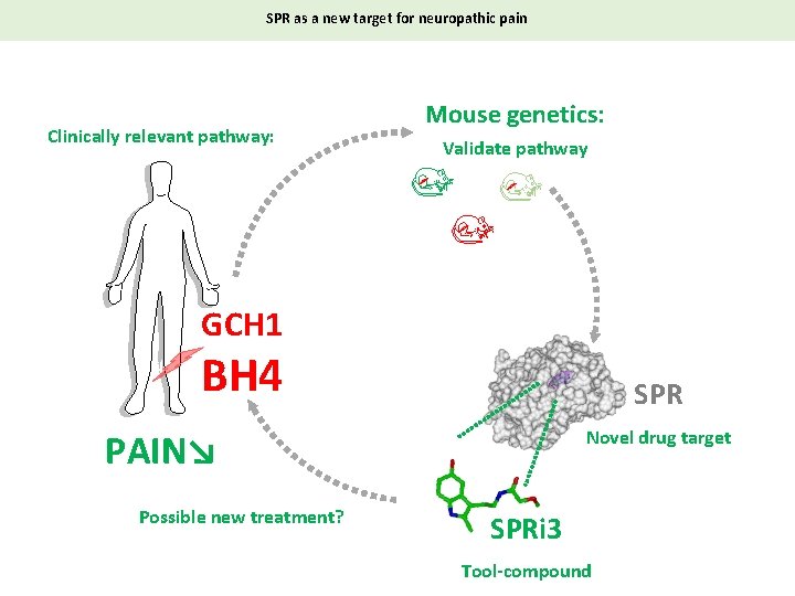 SPR as a new target for neuropathic pain Clinically relevant pathway: Mouse genetics: Validate