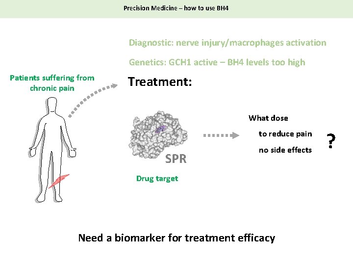 Precision Medicine – how to use BH 4 Diagnostic: nerve injury/macrophages activation Genetics: GCH
