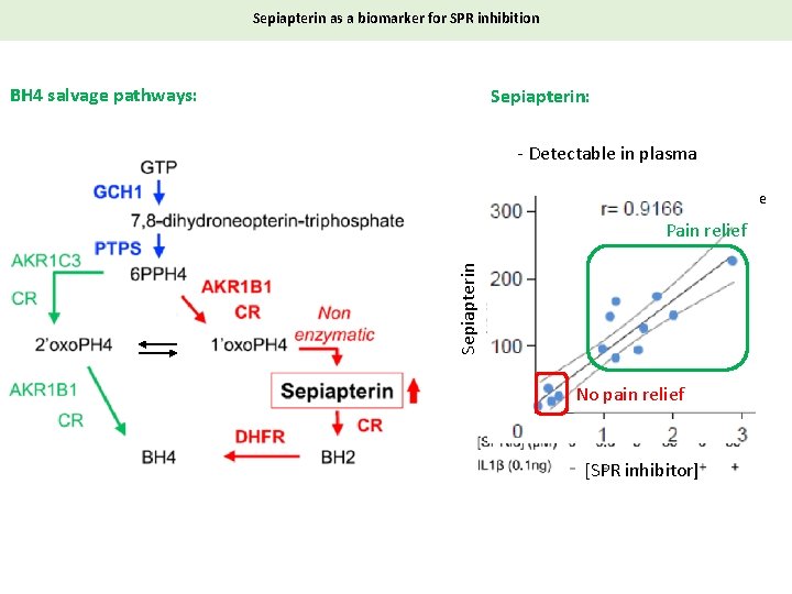 Sepiapterin as a biomarker for SPR inhibition BH 4 salvage pathways: Sepiapterin: - Detectable