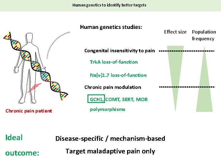 Human genetics to identify better targets Human genetics studies: Effect size Population frequency Congenital