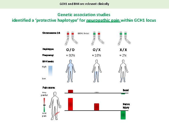 GCH 1 and BH 4 are relevant clinically Genetic association studies identified a ‘protective