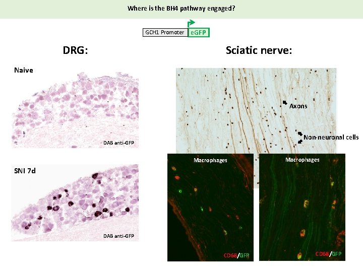 Where is the BH 4 pathway engaged? GCH 1 Promoter DRG: e. GFP Sciatic