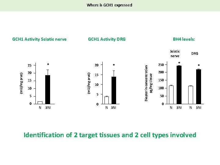 Where is GCH 1 expressed GCH 1 Activity Sciatic nerve GCH 1 Activity DRG