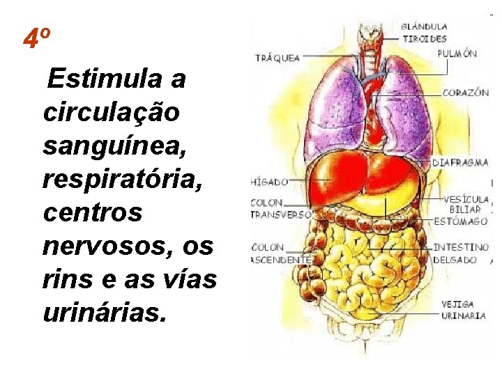 4º Estimula a circulação sanguínea, respiratória, centros nervosos, os rins e as vías urinárias.