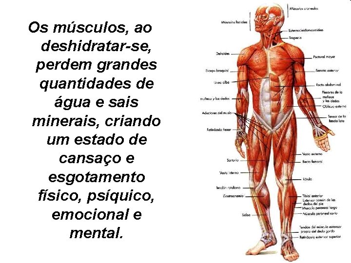 Os músculos, ao deshidratar-se, perdem grandes quantidades de água e sais minerais, criando um