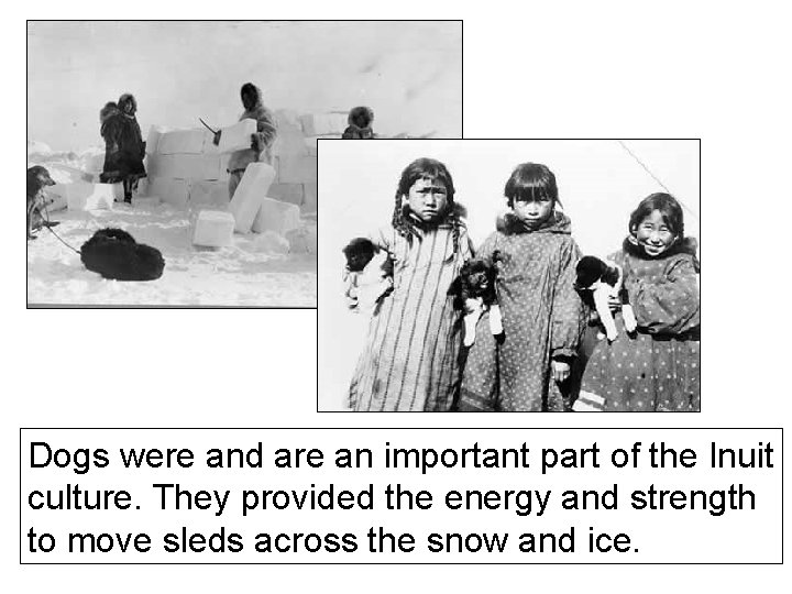 Dogs were and are an important part of the Inuit culture. They provided the