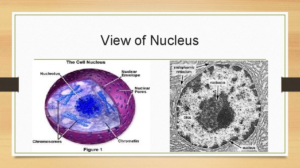 View of Nucleus 