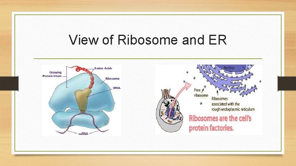 View of Ribosome and ER 