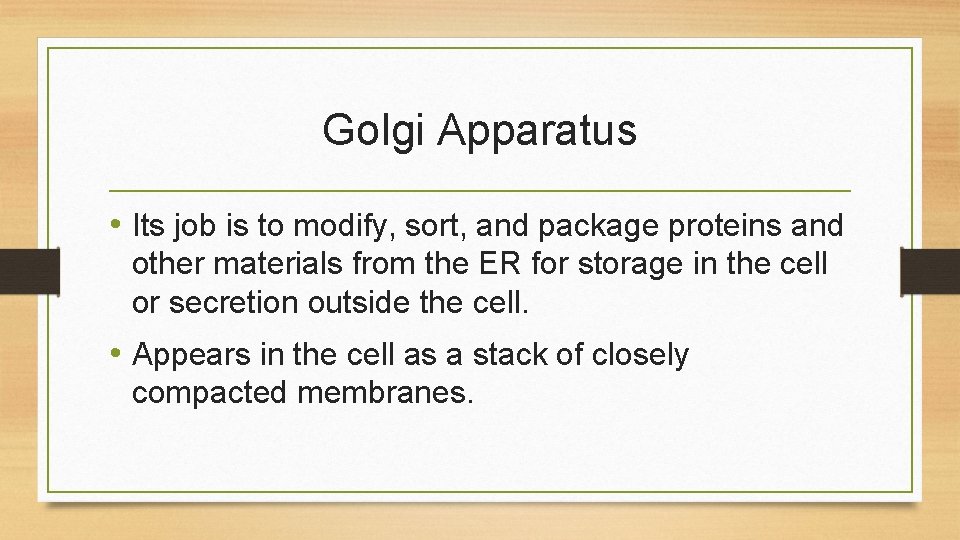 Golgi Apparatus • Its job is to modify, sort, and package proteins and other
