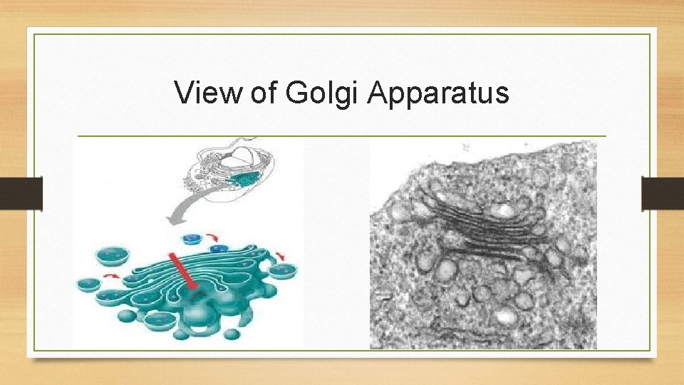 View of Golgi Apparatus 