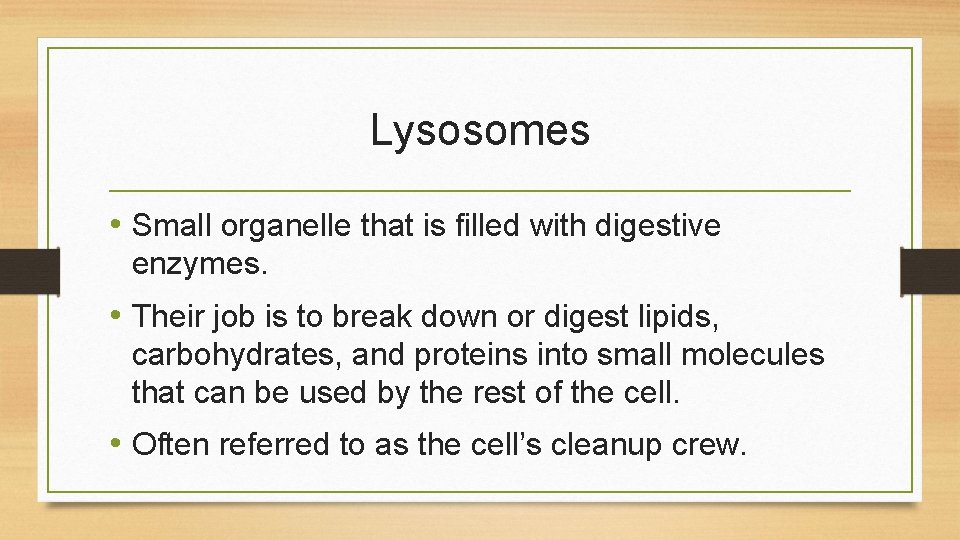 Lysosomes • Small organelle that is filled with digestive enzymes. • Their job is