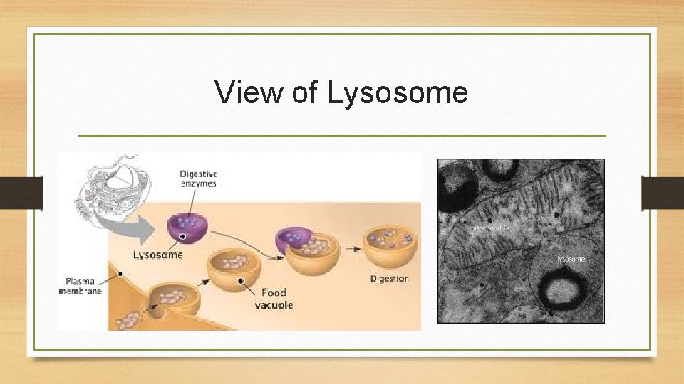 View of Lysosome 