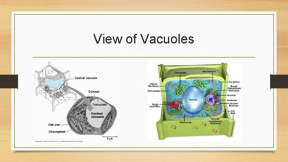 View of Vacuoles 