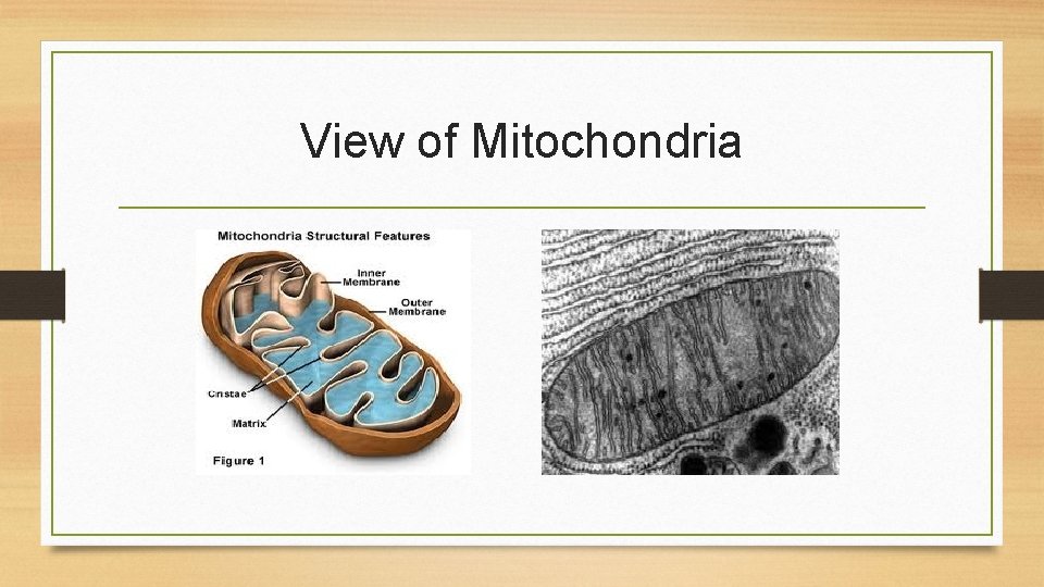 View of Mitochondria 