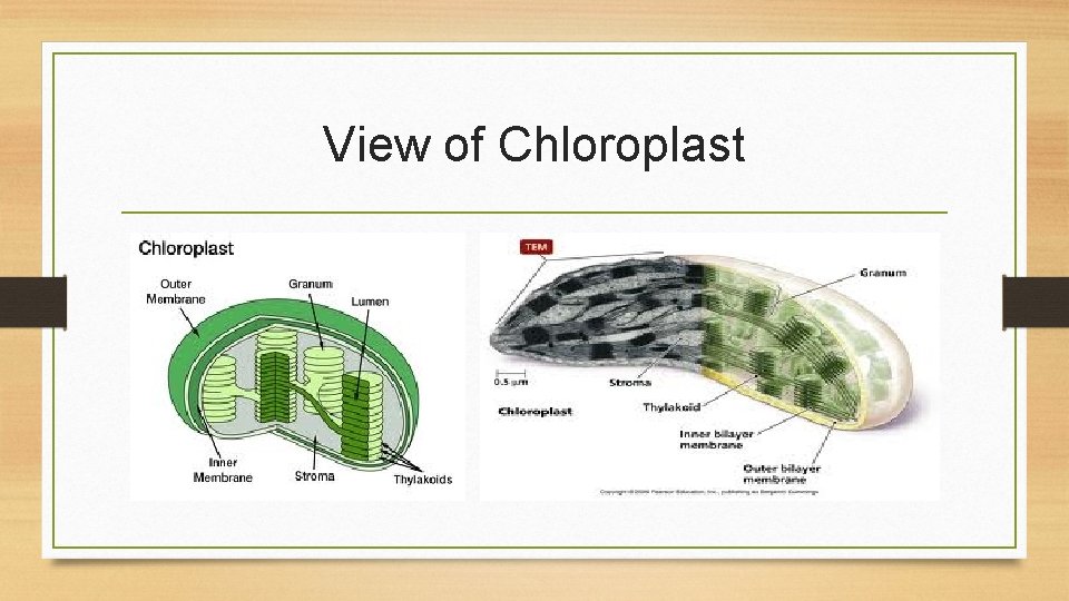 View of Chloroplast 
