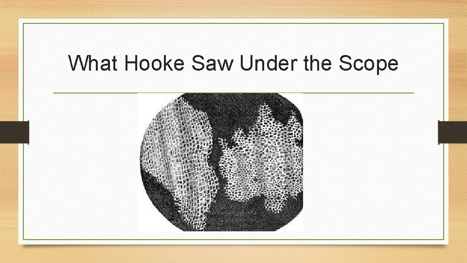 What Hooke Saw Under the Scope 