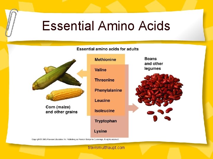 Essential Amino Acids travismulthaupt. com 