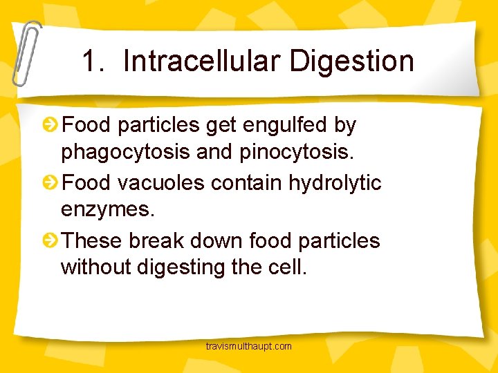 1. Intracellular Digestion Food particles get engulfed by phagocytosis and pinocytosis. Food vacuoles contain