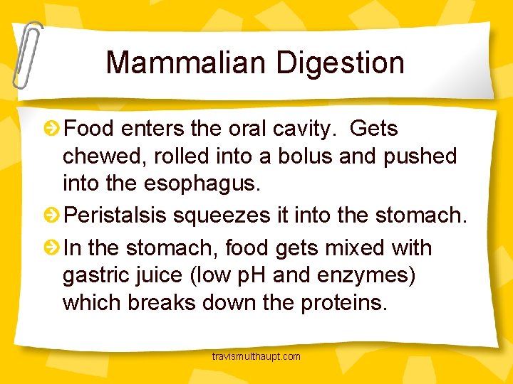 Mammalian Digestion Food enters the oral cavity. Gets chewed, rolled into a bolus and