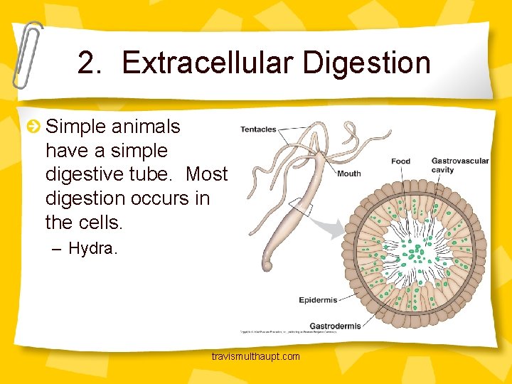 2. Extracellular Digestion Simple animals have a simple digestive tube. Most digestion occurs in