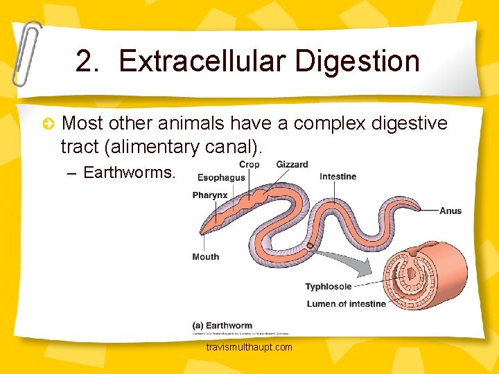 2. Extracellular Digestion Most other animals have a complex digestive tract (alimentary canal). –