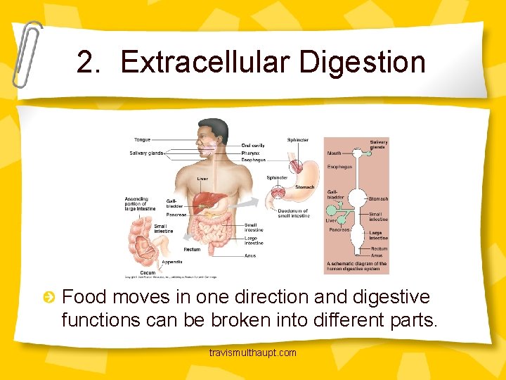 2. Extracellular Digestion Food moves in one direction and digestive functions can be broken