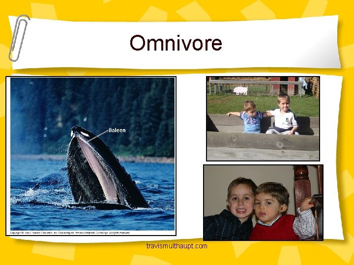 Omnivore travismulthaupt. com 