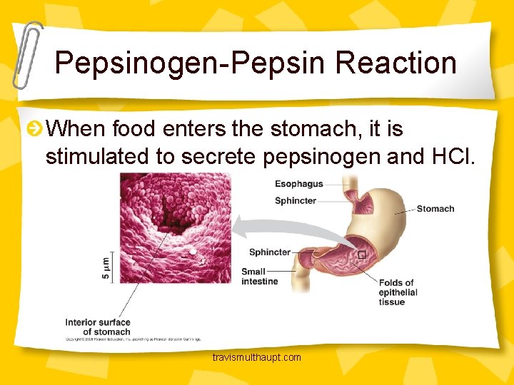 Pepsinogen-Pepsin Reaction When food enters the stomach, it is stimulated to secrete pepsinogen and