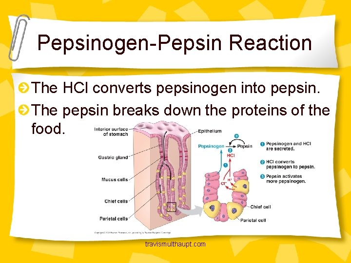 Pepsinogen-Pepsin Reaction The HCl converts pepsinogen into pepsin. The pepsin breaks down the proteins