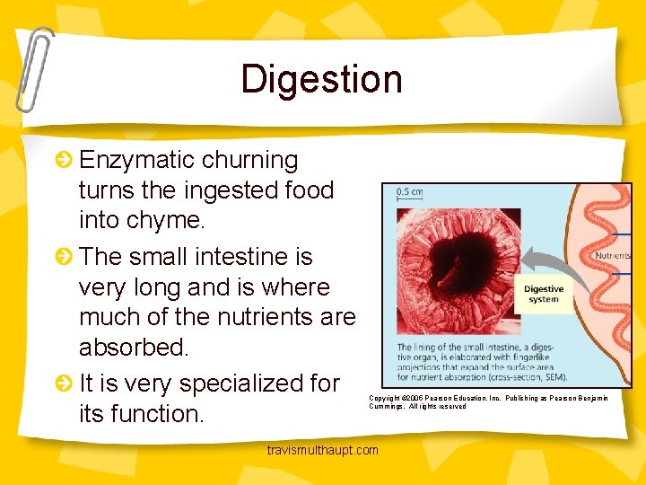 Digestion Enzymatic churning turns the ingested food into chyme. The small intestine is very