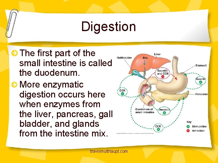 Digestion The first part of the small intestine is called the duodenum. More enzymatic