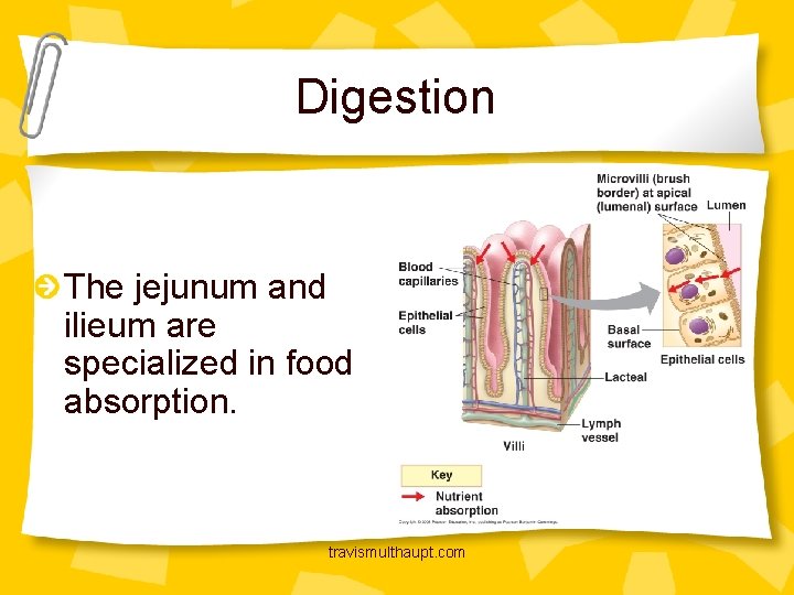Digestion The jejunum and ilieum are specialized in food absorption. travismulthaupt. com 