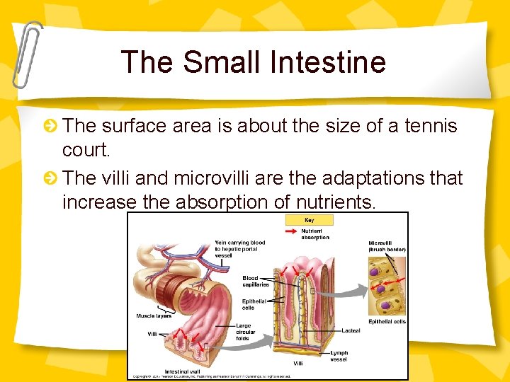 The Small Intestine The surface area is about the size of a tennis court.