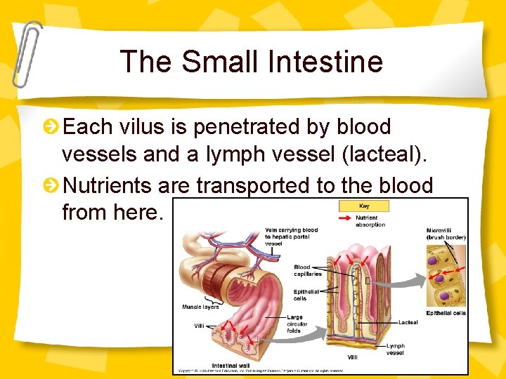 The Small Intestine Each vilus is penetrated by blood vessels and a lymph vessel