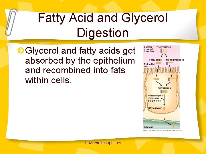 Fatty Acid and Glycerol Digestion Glycerol and fatty acids get absorbed by the epithelium