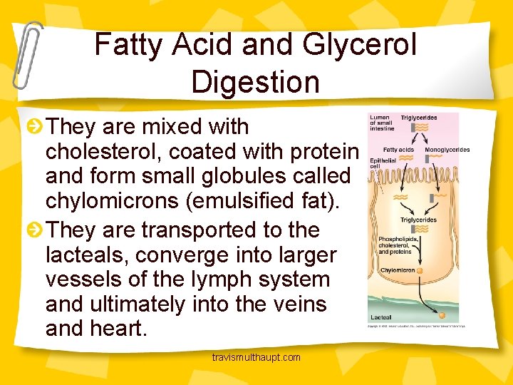 Fatty Acid and Glycerol Digestion They are mixed with cholesterol, coated with protein and