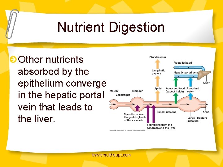 Nutrient Digestion Other nutrients absorbed by the epithelium converge in the hepatic portal vein